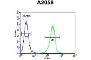 Flow cytometric analysis of A2058 cells using ENTHD1 Antibody (N-term) Cat. (ENTHD1 Antikörper  (N-Term))