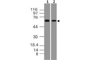 Image no. 1 for anti-TNF Receptor-Associated Factor 5 (TRAF5) (AA 42-236) antibody (ABIN5027587) (TRAF5 Antikörper  (AA 42-236))