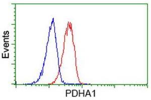 Image no. 3 for anti-Pyruvate Dehydrogenase (Lipoamide) alpha 1 (PDHA1) antibody (ABIN1500104) (PDHA1 Antikörper)
