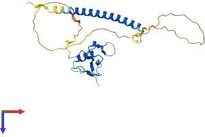 THAP3 Protein (AA 1-239) (His tag)