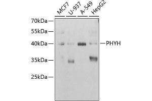Western blot analysis of extracts of various cell lines, using PHYH antibody (ABIN6130848, ABIN6145582, ABIN6145584 and ABIN6221908) at 1:1000 dilution. (PHYH Antikörper  (AA 1-338))