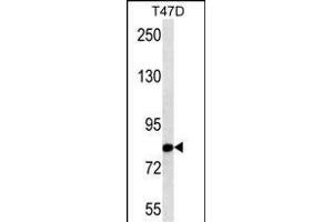 THOC1 Antibody (N-term) (ABIN1538733 and ABIN2843798) western blot analysis in T47D cell line lysates (35 μg/lane).