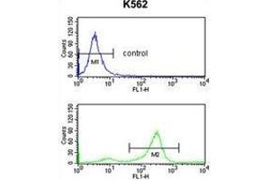 TSPAN2 Antibody (Center) flow cytometry analysis of K562 cells (bottom histogram) compared to a negative control cell (top histogram).