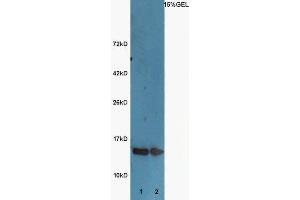 Lane 1:Huh7 lysates Lane 2: A549 lysates probed with Rabbit  Anti-Histone H3 (acetyl K9) Polyclonal Antibody, Unconjugated (ABIN703946) at 1:300 overnight at 4 °C. (Histone 3 Antikörper  (H3K9ac))