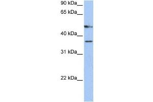 Western Blotting (WB) image for anti-Forkhead Box D4 (FOXD4) antibody (ABIN2459142) (FOXD4 Antikörper)