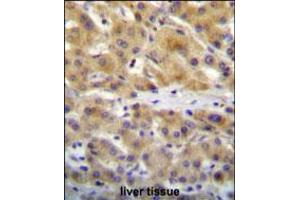 CHRD Antibody immunohistochemistry analysis in formalin fixed and paraffin embedded human liver tissue followed by peroxidase conjugation of the secondary antibody and DAB staining.