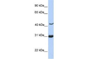 Western Blotting (WB) image for anti-Nucleoporin 35kDa (NUP35) antibody (ABIN2459542) (NUP35 Antikörper)