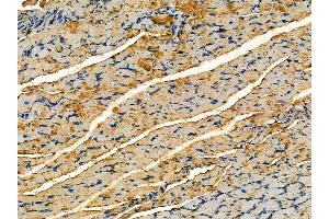 ABIN7095232 and ABIN7099289 at 1/100 staining rat muscle tissue by IHC-P. (PFAS Antikörper)