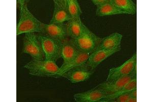 IF analysis of GWL/MASTL using anti-GWL/MASTL antibody (ABIN7600309) and anti-Tubulin Alpha antibody (ABIN7600339). (MASTL Antikörper  (AA 179-872))