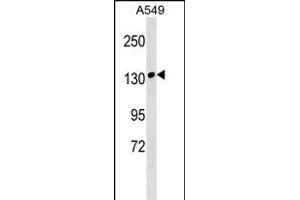 MYBPC1 Antibody (Center) (ABIN1538609 and ABIN2848927) western blot analysis in A549 cell line lysates (35 μg/lane). (MYBPC1 Antikörper  (AA 750-778))