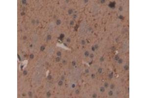 IHC-P analysis of Mouse Tissue, with DAB staining. (IL20RA Antikörper  (AA 268-538))
