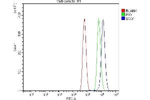 Flow Cytometry analysis of U87 cells using anti-SCO1 antibody (ABIN7600609). (SCO1 Antikörper  (AA 21-301))