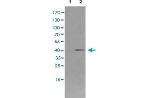 Western Blot analysis of HEK293T cells (Lane 1: transfected with pCMV6-ENTRY control and Lane 2: transfected with pCMV6-ENTRY FCGR1A cDNA) with FCGR1A monoclonal antibody, clone 3D3 . (FCGR1A Antikörper)