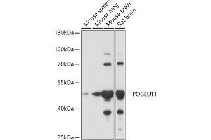 Western blot analysis of extracts of various cell lines, using POGLUT1 antibody (ABIN7269673) at 1:1000 dilution. (POGLUT1 Antikörper  (AA 160-280))