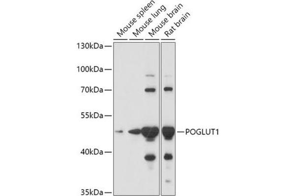 POGLUT1 Antikörper  (AA 160-280)