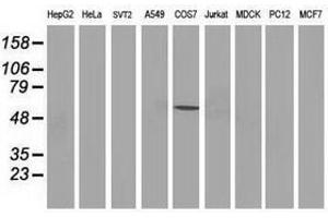 Image no. 3 for anti-Tumor Protein P53 (TP53) antibody (ABIN1499970) (p53 Antikörper)