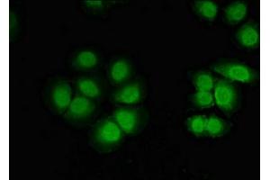 Immunofluorescence (IF) image for anti-CUGBP, Elav-Like Family Member 2 (CELF2) (AA 291-381) antibody (ABIN7148735)