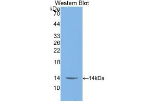 Western Blotting (WB) image for anti-Macrophage Migration Inhibitory Factor (Glycosylation-Inhibiting Factor) (MIF) (AA 4-112) antibody (ABIN1859825) (MIF Antikörper  (AA 4-112))