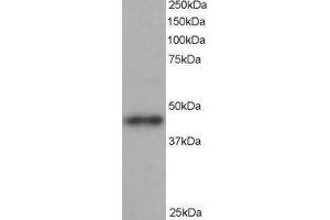 Western Blotting (WB) image for ARP1 Actin-Related Protein 1 Homolog B, Centractin beta (ACTR1B) peptide (ABIN370336) (ARP1 Actin-Related Protein 1 Homolog B, Centractin beta (ACTR1B) Peptid)