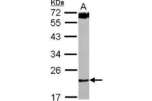 Western Blotting (WB) image for anti-Chromosome 4 Open Reading Frame 43 (C4orf43) (AA 1-192) antibody (ABIN1497058) (C4orf43 Antikörper  (AA 1-192))