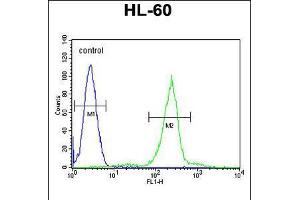 Flow cytometric analysis of HL-60 cells (right histogram) compared to a negative control cell (left histogram). (C1QC Antikörper  (AA 93-120))