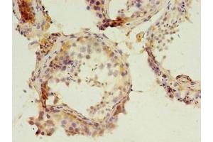 Immunohistochemistry of paraffin-embedded human testis tissue using ABIN7162659 at dilution of 1:100 (PARD3 Antikörper  (AA 1068-1356))