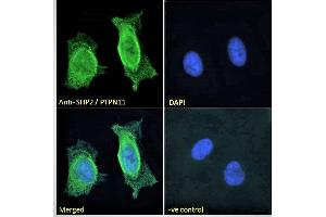 Immunofluorescence (IF) image for anti-Protein tyrosine Phosphatase, Non-Receptor Type 11 (PTPN11) (C-Term) antibody (ABIN184604)