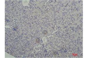 Immunohistochemistry (IHC) analysis of paraffin-embedded Mouse Kidney Tissue using TBP/TATA Binding Protein Mouse Monoclonal Antibody diluted at 1:200. (TBP Antikörper)