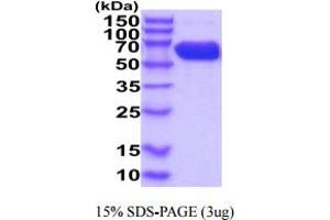 SDS-PAGE (SDS) image for CD274 (PD-L1) (AA 19-238) (Active) protein (hIgG-His-tag) (ABIN7281265)