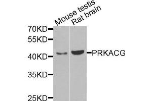 Western blot analysis of extracts of mouse testis and rat brain cells, using PRKACG antibody. (PRKACG Antikörper)