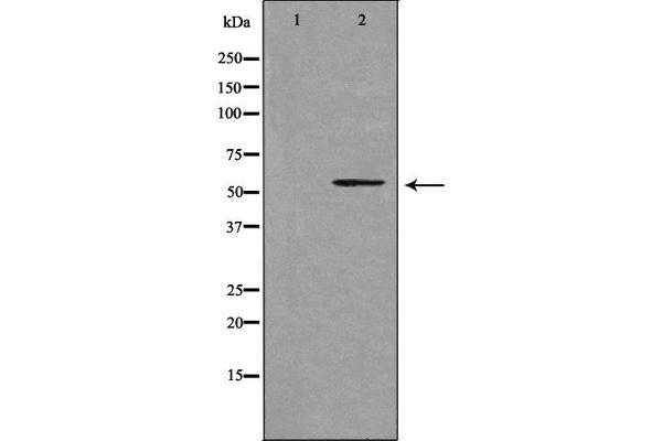 CYP39A1 Antikörper  (C-Term)