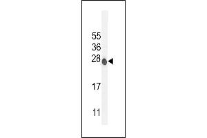 ATP6V0C Antibody (C-term) (ABIN654427 and ABIN2844163) western blot analysis in mouse NIH-3T3 cell line lysates (35 μg/lane). (ATP6V0C Antikörper  (C-Term))
