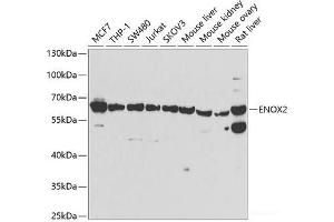 Western blot analysis of extracts of various cell lines using ENOX2 Polyclonal Antibody at dilution of 1:1000. (ENOX2 Antikörper)