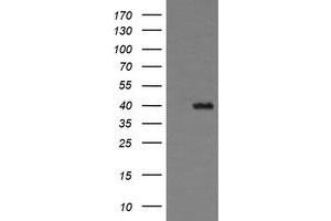 Image no. 1 for anti-THUMP Domain Containing 1 (THUMPD1) antibody (ABIN1501384)