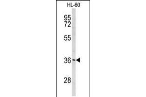 Western blot analysis of PEX14 Antibody in HL-60 cell line lysates (35ug/lane) (PEX14 Antikörper  (C-Term))