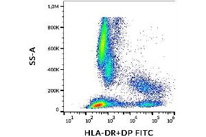 Surface staining of human peripheral blood with anti-HLA-DR+DP (HL-38) FITC. (HLA-DP/DR Antikörper  (FITC))