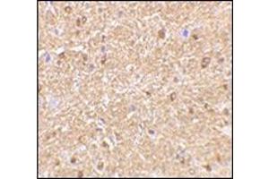 Immunohistochemistry of NogoA in mouse brain tissue with this product at 2. (Reticulon 4 Antikörper  (Isoform 1, N-Term))