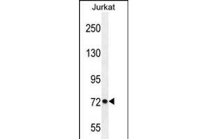PCDHGC3 Antibody (Center) (ABIN654100 and ABIN2843984) western blot analysis in Jurkat cell line lysates (35 μg/lane). (Protocadherin gamma Subfamily C, 3 (PCDHGC3) (AA 511-539) Antikörper)