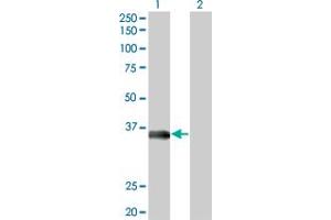 Western Blot analysis of MSI2 expression in transfected 293T cell line by MSI2 monoclonal antibody (M09), clone 3C6. (MSI2 Antikörper  (AA 1-328))