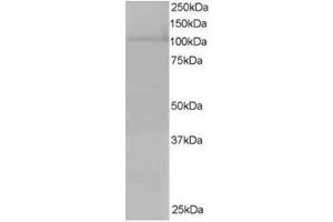 Image no. 1 for anti-Exportin 7 (XPO7) (C-Term) antibody (ABIN374396) (Exportin 7 Antikörper  (C-Term))