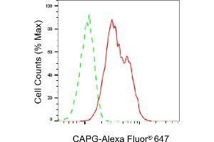 Flow cytometric analysis of CAPG expression in C2C12 cells using CAPG antibody (ABIN7797864), 1:2,000). (Rekombinanter CAPG Antikörper)