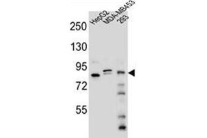 Western blot analysis of KIAA1310 Antibody (Center) in HepG2, MDA-MB453, 293 cell line lysates (35ug/lane).