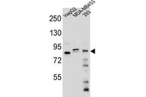Western blot analysis of KIAA1310 Antibody (Center) in HepG2, MDA-MB453, 293 cell line lysates (35ug/lane). (KANSL3 Antikörper  (Middle Region))