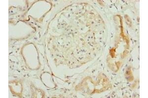 Immunohistochemistry of paraffin-embedded human kidney tissue using ABIN7154806 at dilution of 1:100 (rRNA 2'-O-Methyltransferase Fibrillarin (FBL) (AA 1-64) Antikörper)