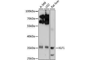 Western blot analysis of extracts of various cell lines, using KLF1 antibody (ABIN6134663, ABIN6142905, ABIN6142906 and ABIN6214882) at 1:1000 dilution. (KLF1 Antikörper  (AA 1-100))