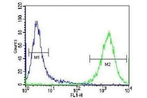 PRMT4 antibody flow cytometric analysis of Jurkat cells (green) compared to a negative control (blue). (CARM1 Antikörper  (AA 346-377))