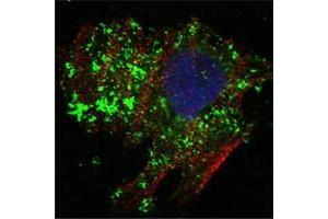 Confocal immunofluorescence analysis of Hela cells using BCL10 antibody (green). (BCL10 Antikörper)