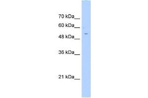 AGXT2L2 antibody used at 0. (AGXT2L2 Antikörper  (C-Term))