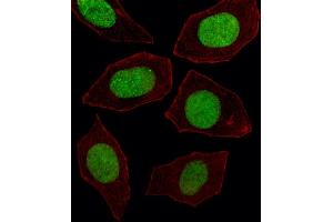 Fluorescent image of  cell stained with EN1 Antibody (N-term) (ABIN391430 and ABIN2841422). (EN1 Antikörper  (N-Term))