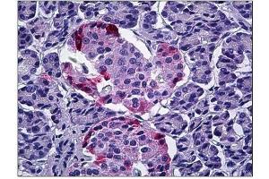 Human Pancreas: Formalin-Fixed, Paraffin-Embedded (FFPE) (PPY Antikörper  (Internal Region))